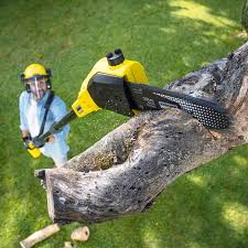 Best Lawn Maintenance Plans  in Davie, FL